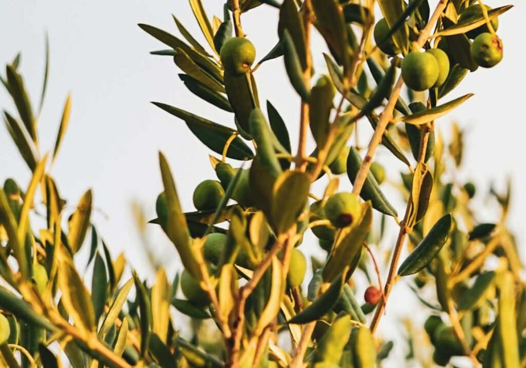 Water cooled olive a